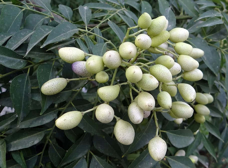 unripe curry berry fruits, thick foliage of leaves, pale green curry tree fruits, SD Desktop Wallpaper