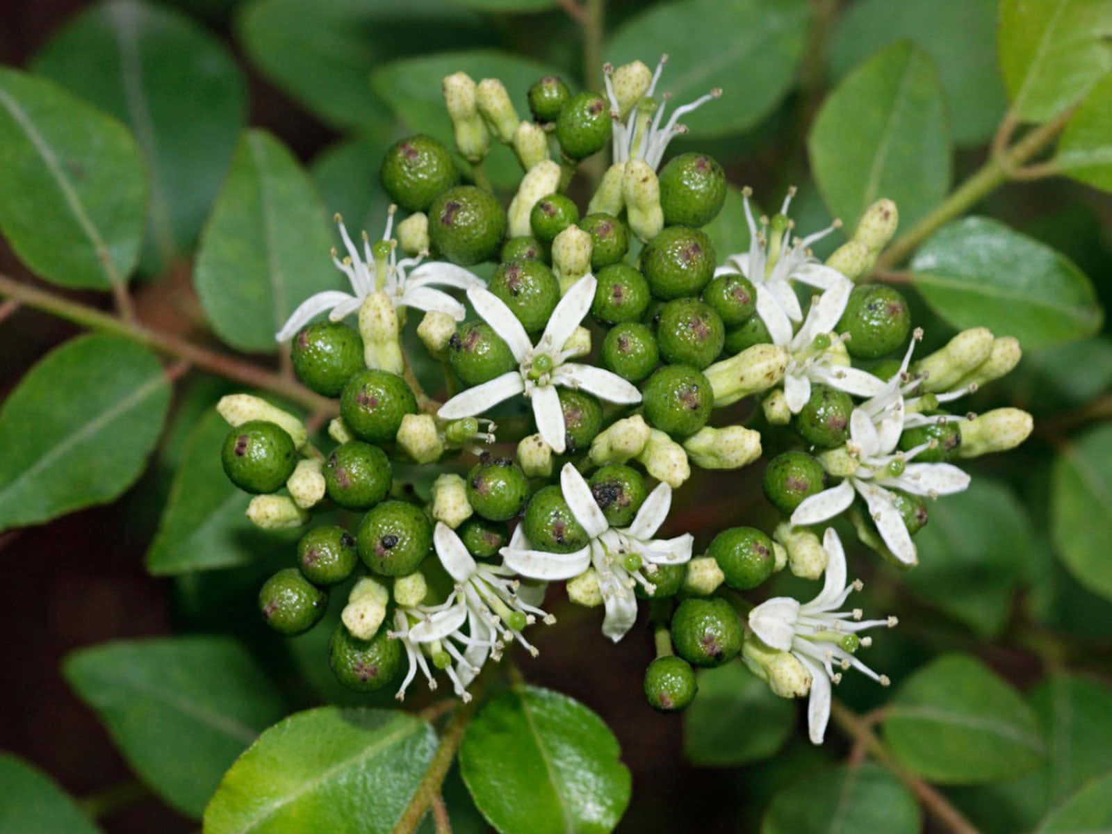 Curry Berry, white flowers, glossy green berries, HD Desktop Wallpaper
