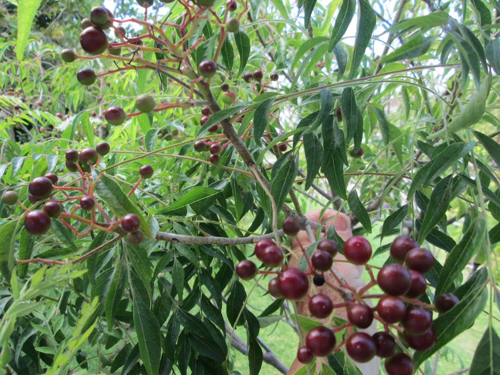 Curry Berry Tree, glossy dark red berries, vibrant green leaves, HD Desktop Wallpaper