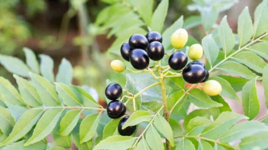 shiny black curry berry fruits, glossy black, pale green curry leaves, SD Desktop Wallpaper