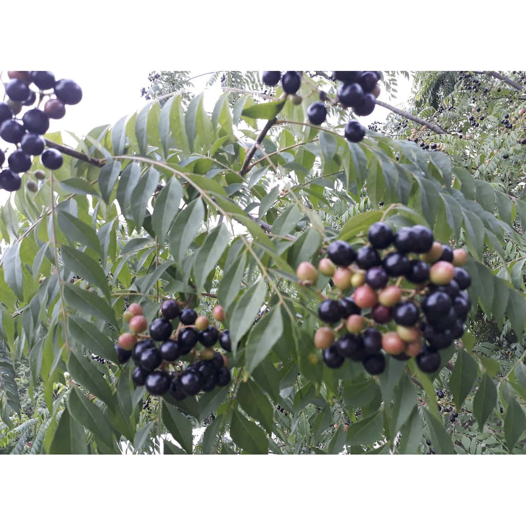 curry berry fruits, dark purple, ripening pink, SD Desktop Wallpaper