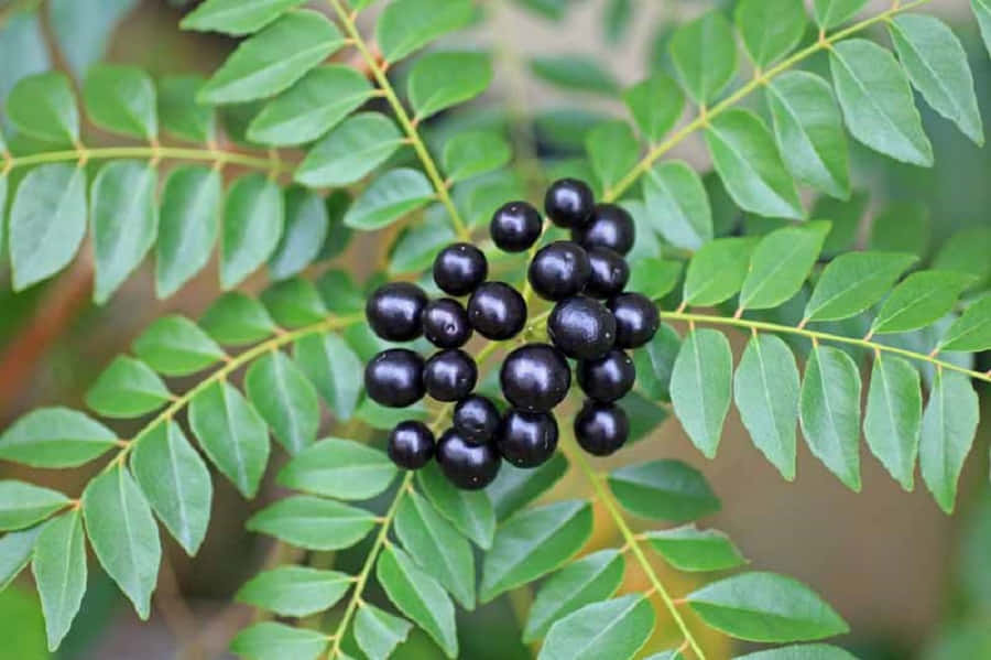 Curry Leaf Plant, Curry Berry Fruits, glossy black berries, SD Desktop Wallpaper