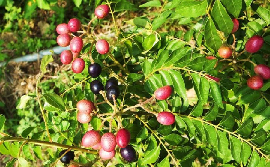 Curry Tree, curry berry fruits, red curry leaves, SD Desktop Wallpaper
