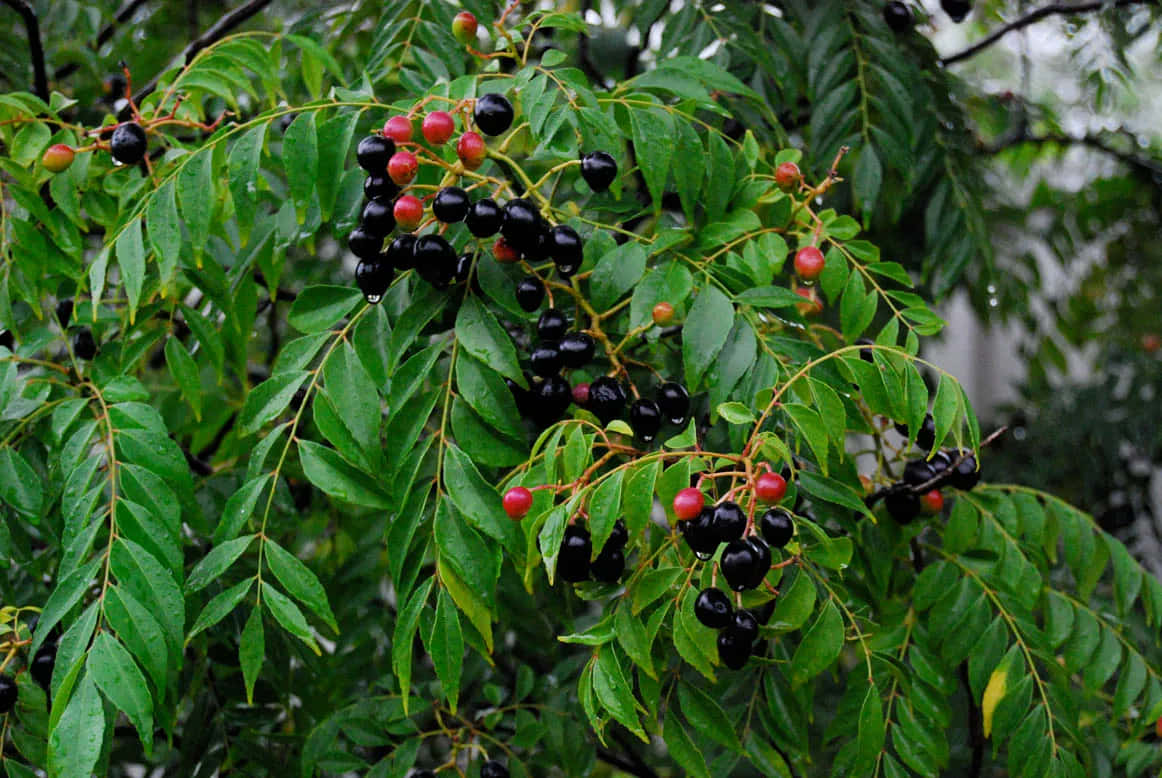 Curry Berry, glossy black and red berries, vibrant green leaves, SD Desktop Wallpaper