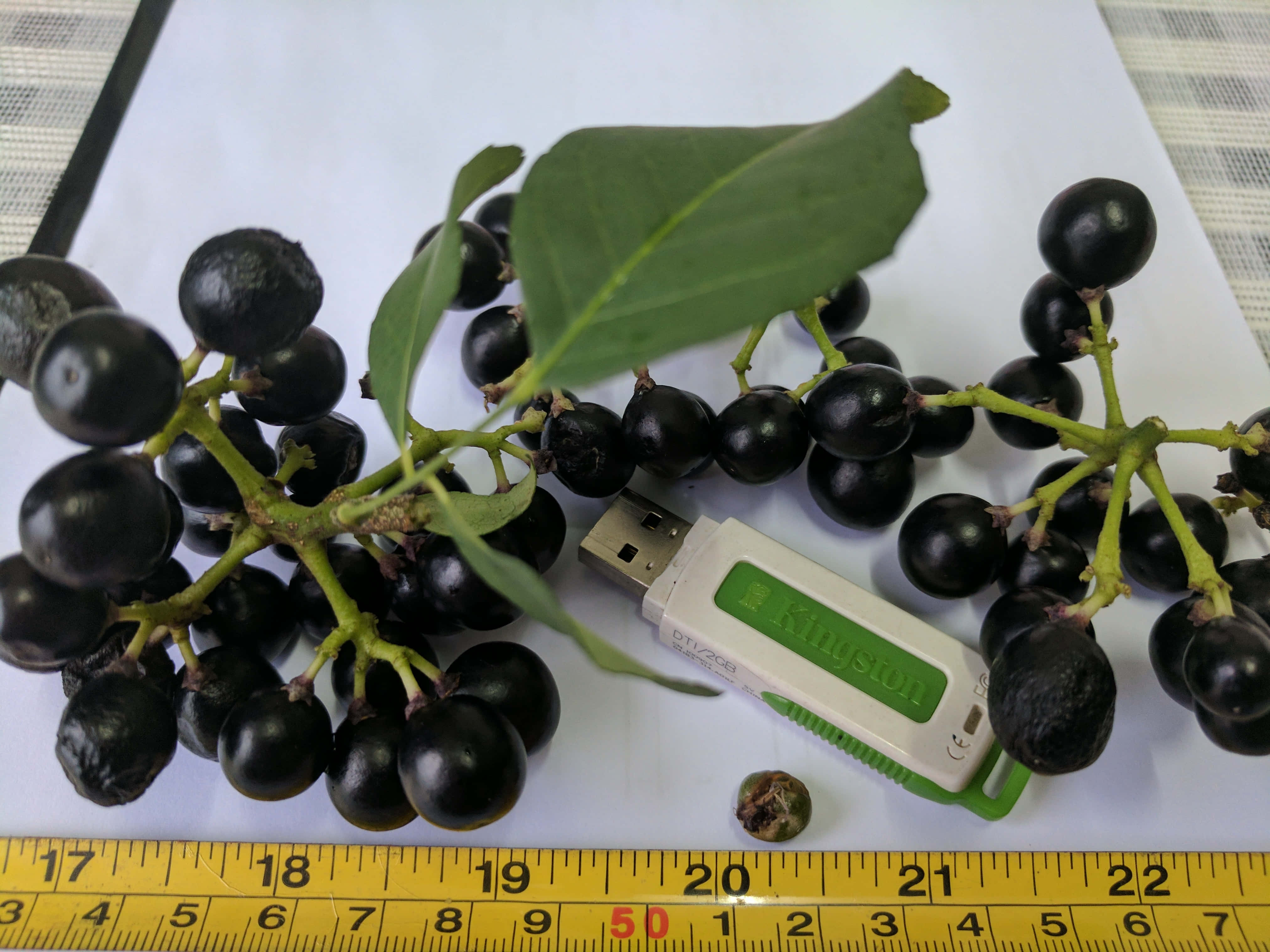 curry berry fruits, glossy black berries, green stems and leaves, 4K Desktop Wallpaper