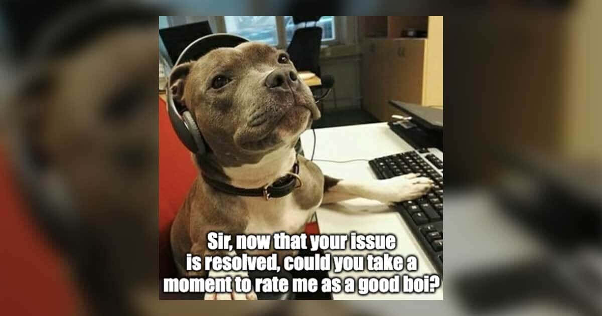 pit bull, headphones, keyboard, SD Desktop Wallpaper