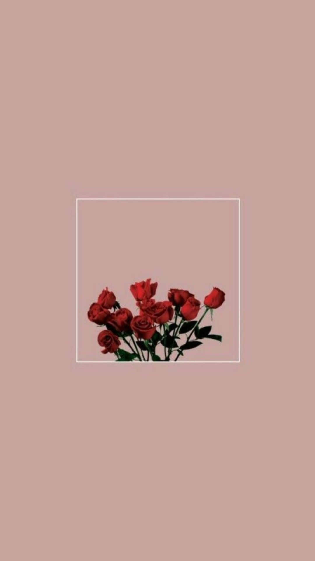 vibrant red roses, white frame, muted pink background, Full HD Phone Wallpaper
