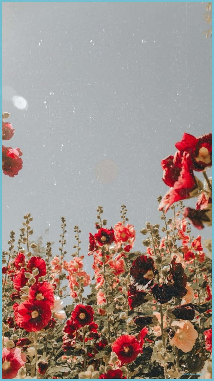 vibrant red, pink hollyhocks, soft gray sky, SD Phone Wallpaper