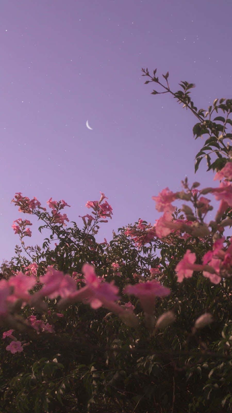 pink flowers, starry purple sky, crescent moon, HD Phone Wallpaper