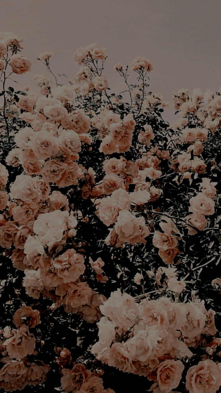 soft pink roses, muted gray sky, vintage-toned photograph, HD Phone Wallpaper