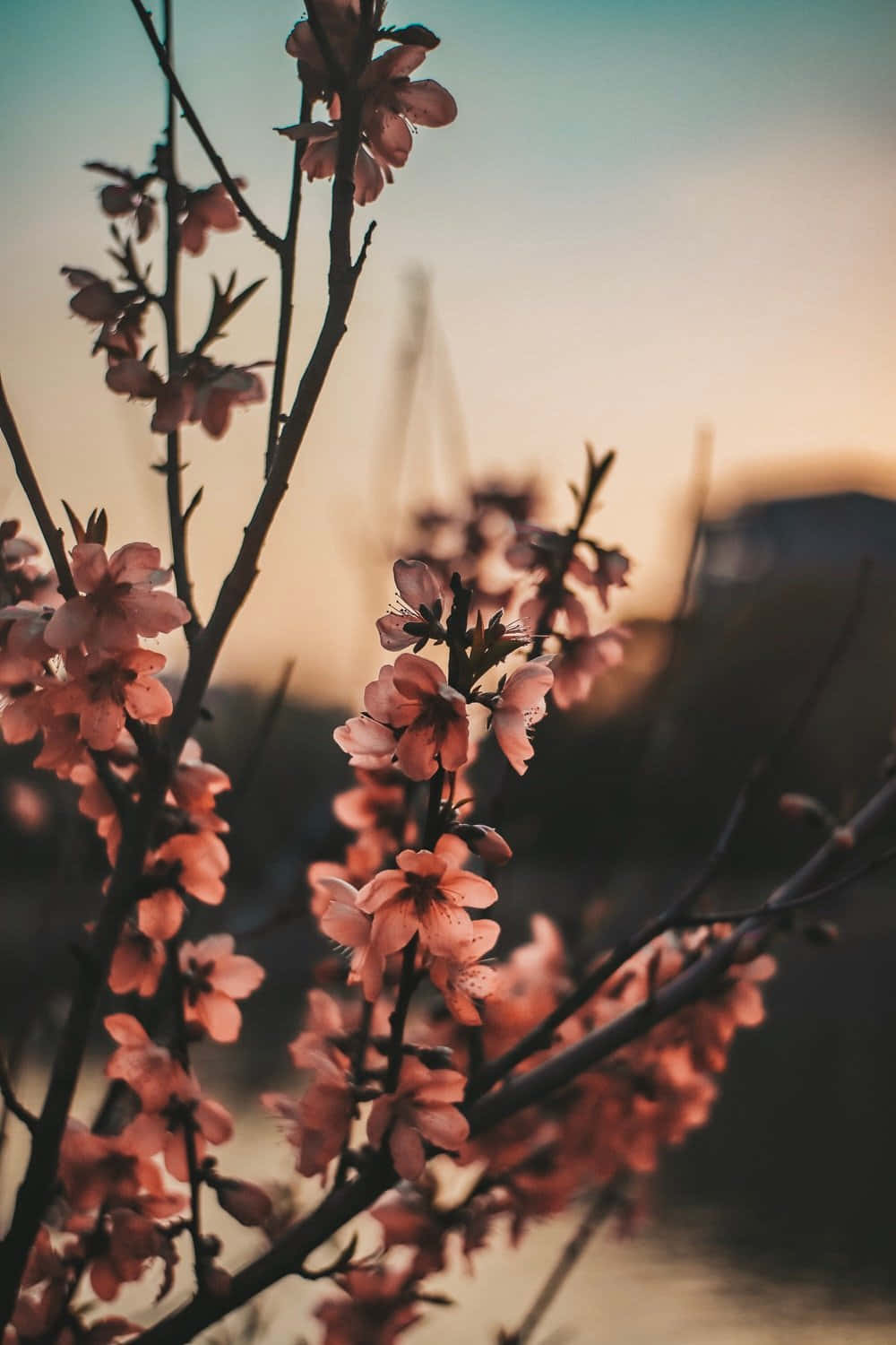 pink cherry blossoms, dark branches, soft golden sunset sky, HD Phone Wallpaper
