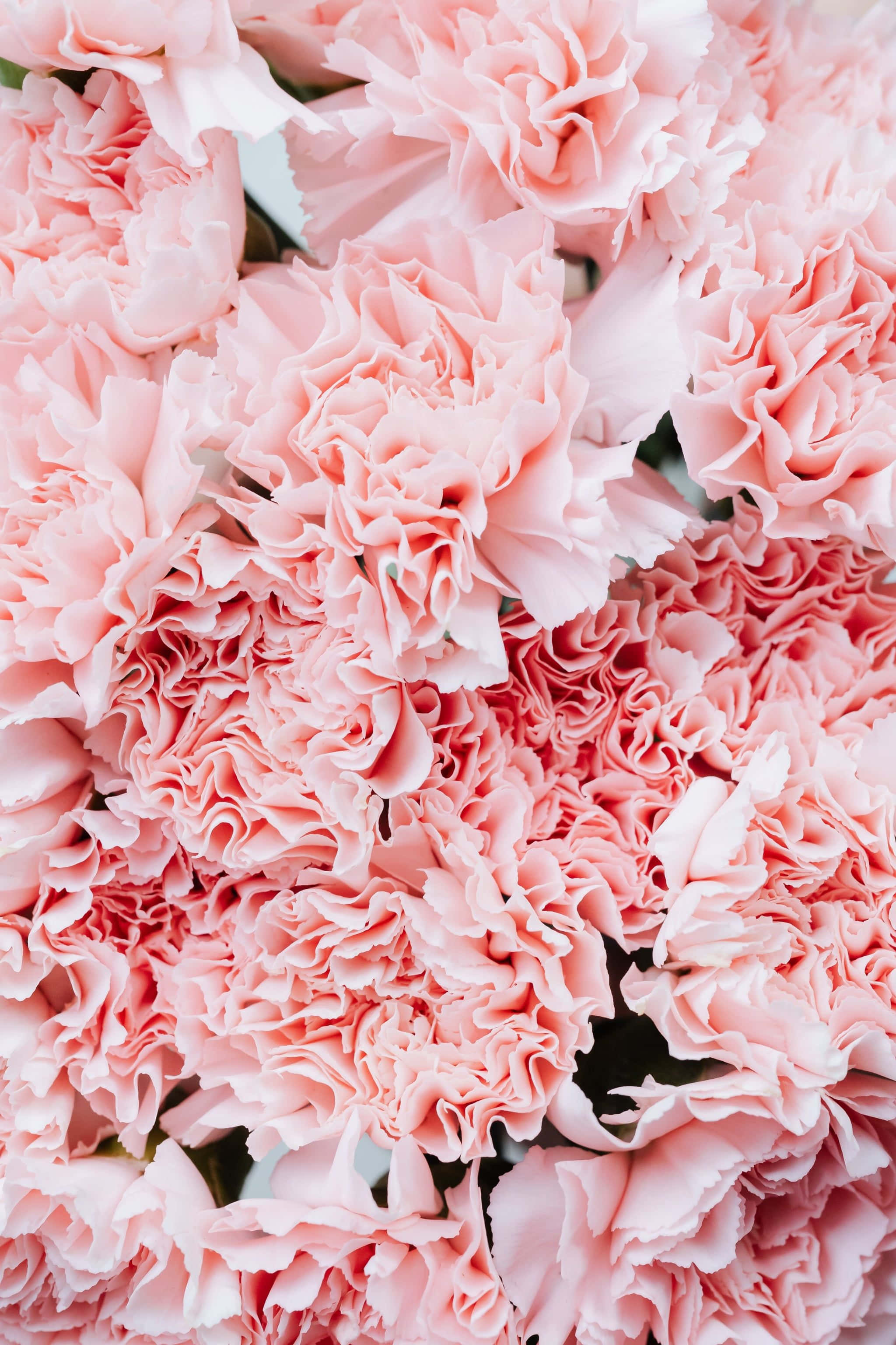 soft pink carnations, ruffled petals, gentle shadows, 2K Phone Wallpaper