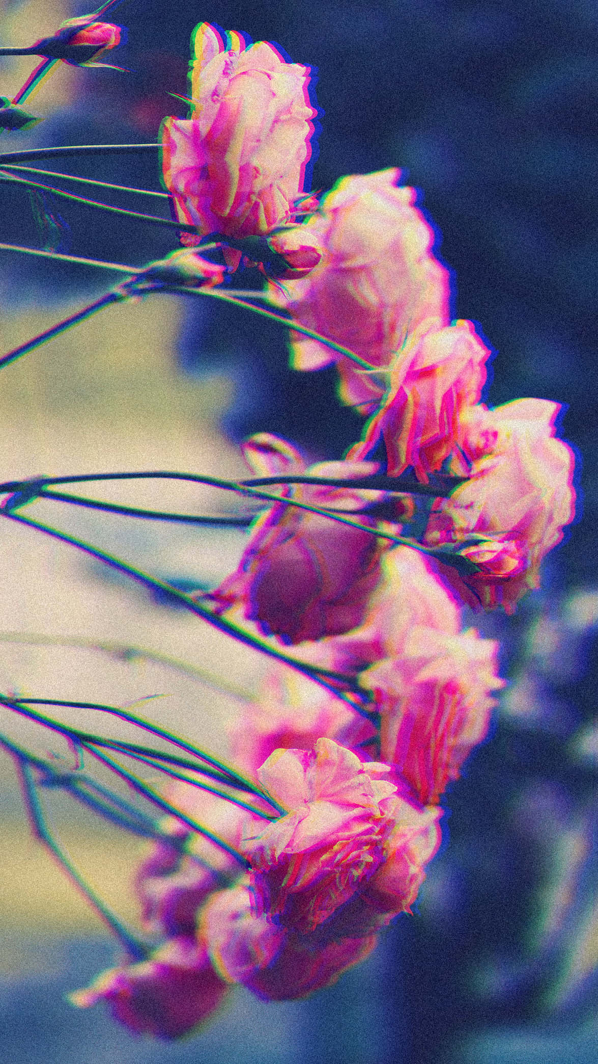 pink flowers, glitchy color fringing, blurred blue and yellow background, Full HD Phone Wallpaper