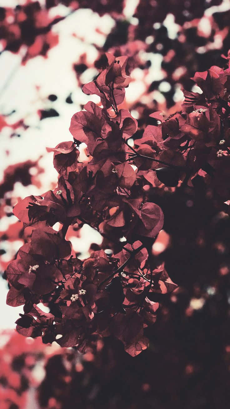 bougainvillea, deep red, soft white bokeh, HD Phone Wallpaper