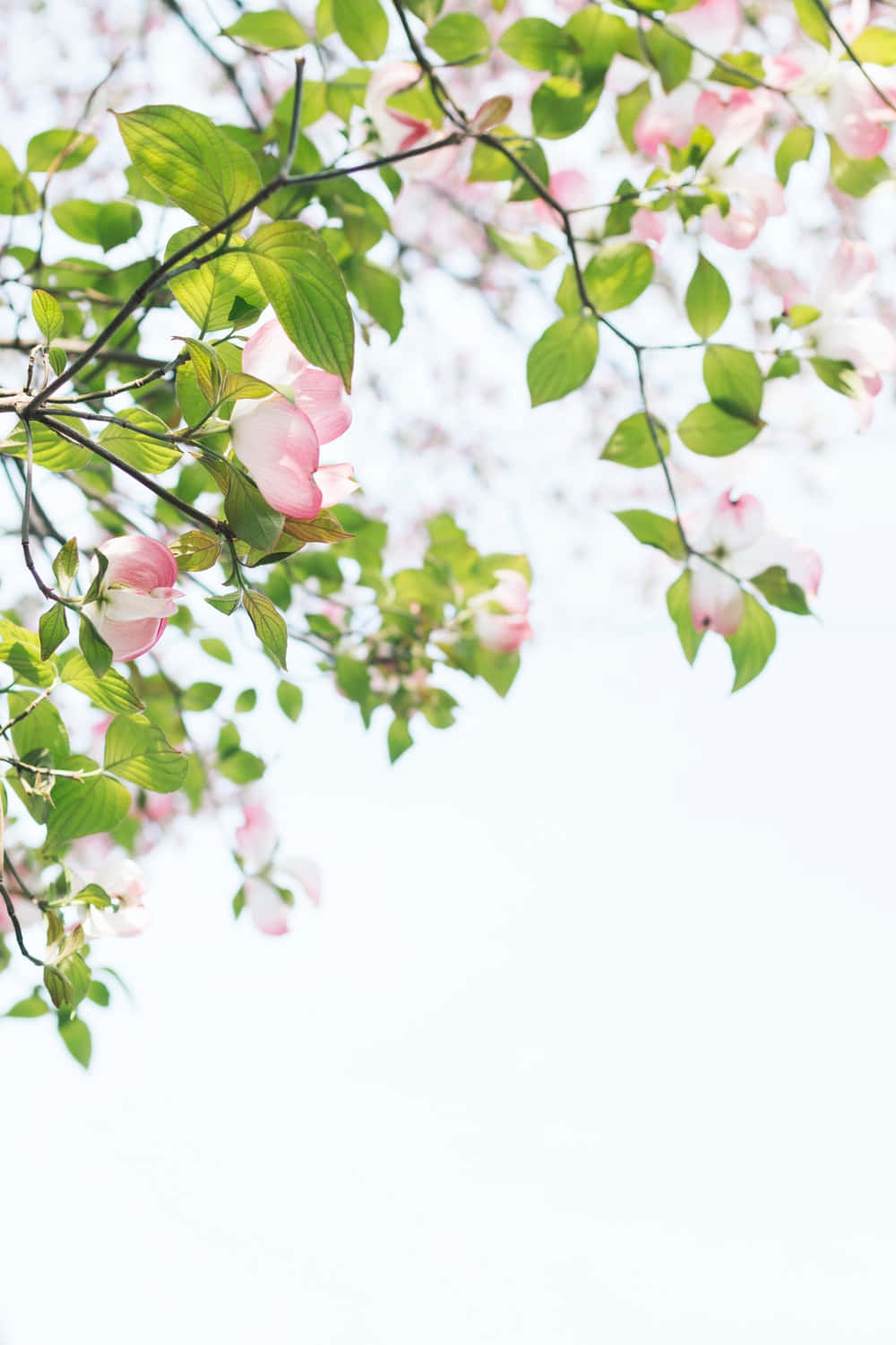 pink flowers, tree branch, soft pink blossoms, HD Phone Wallpaper