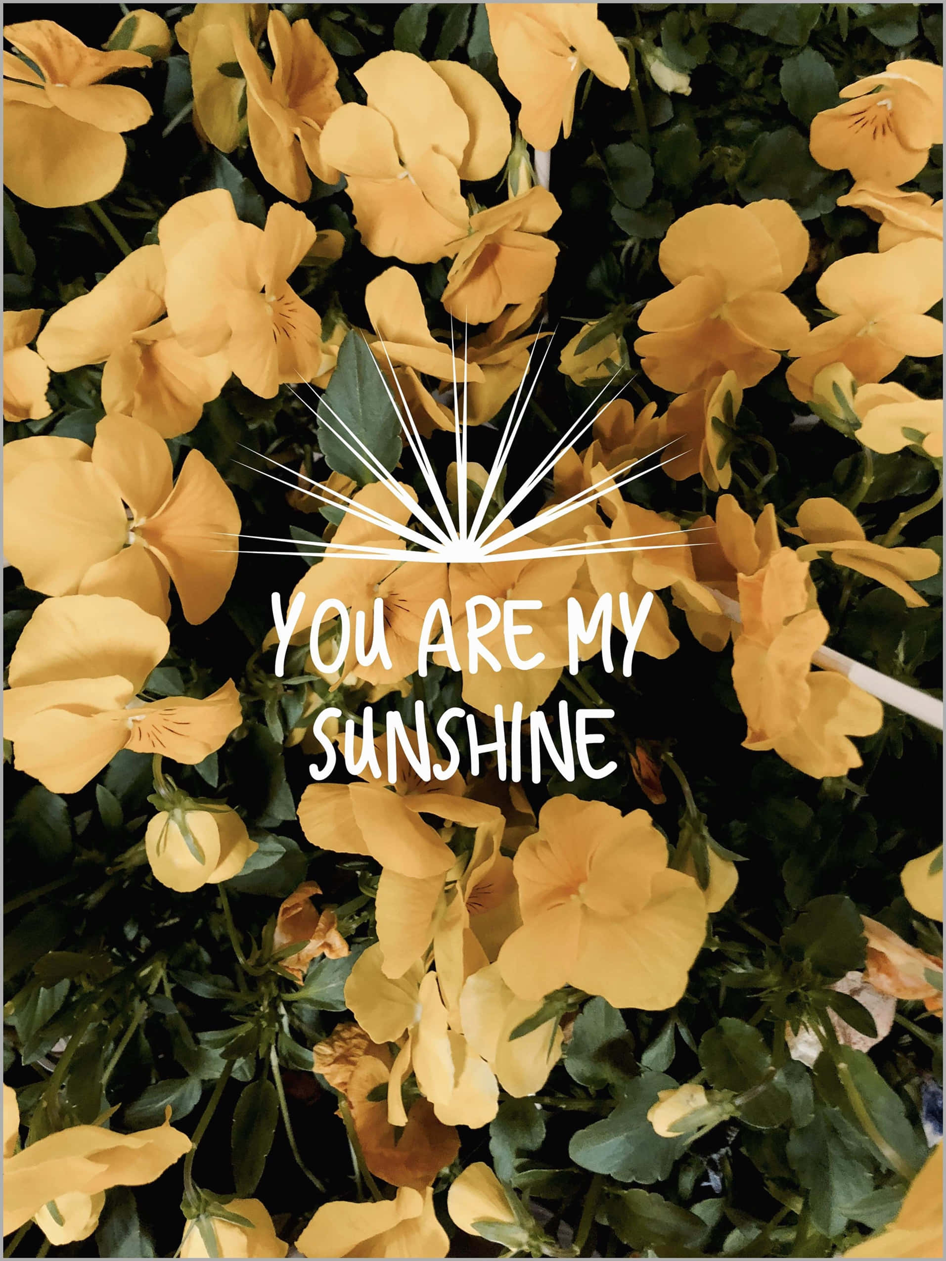 yellow pansies, lush green foliage, white sunburst graphic, Full HD Phone Wallpaper