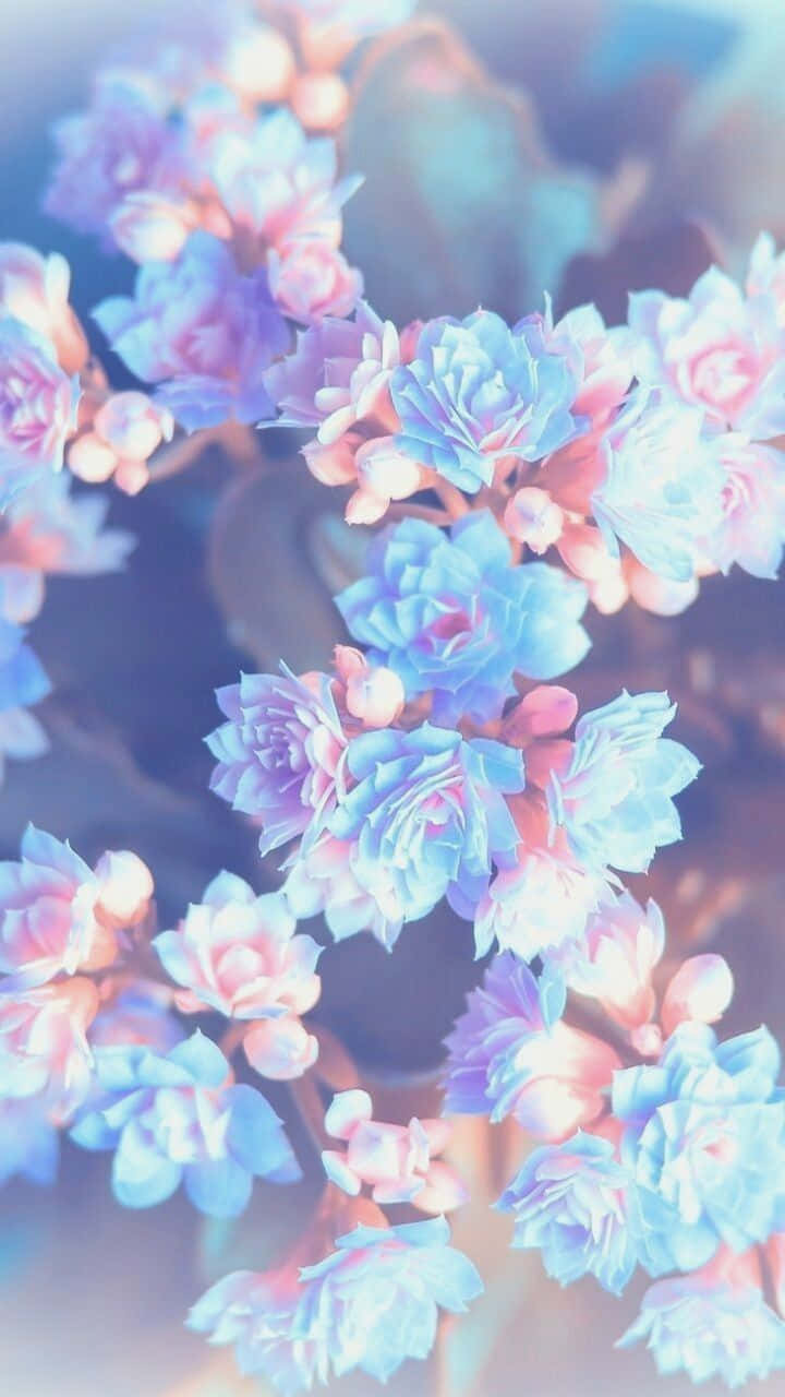 pink flower, delicate leaves, petals, HD Phone Wallpaper