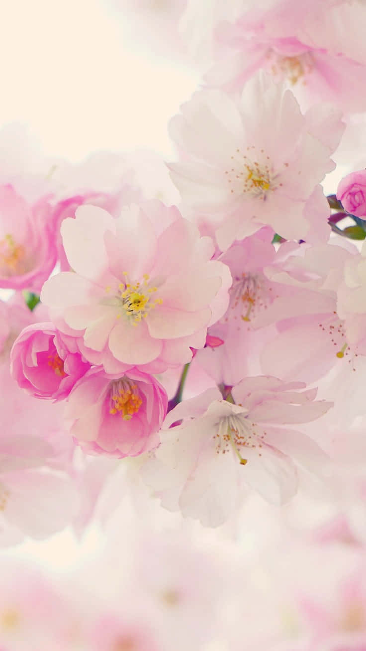 soft pink cherry blossoms, bright hazy background, delicate yellow stamens, HD Phone Wallpaper