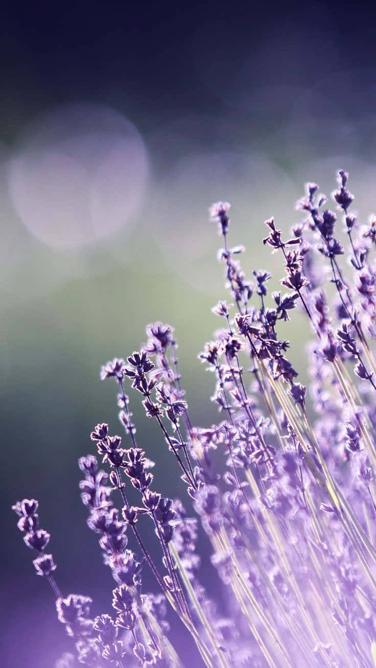 cute aesthetic flower, soft purple lavender, dreamy bokeh background, HD Phone Wallpaper