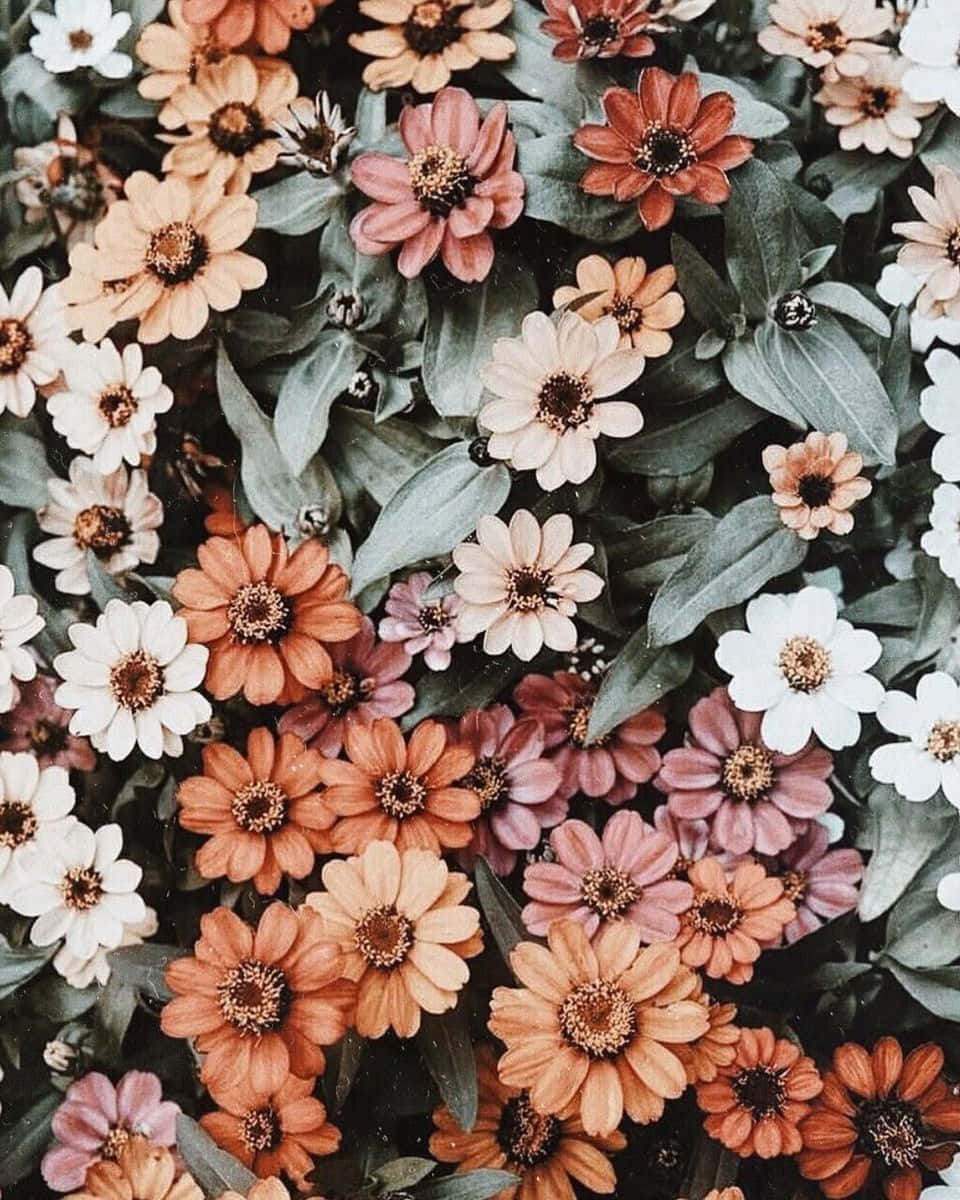 zinnias, peach pink, white, SD Phone Wallpaper
