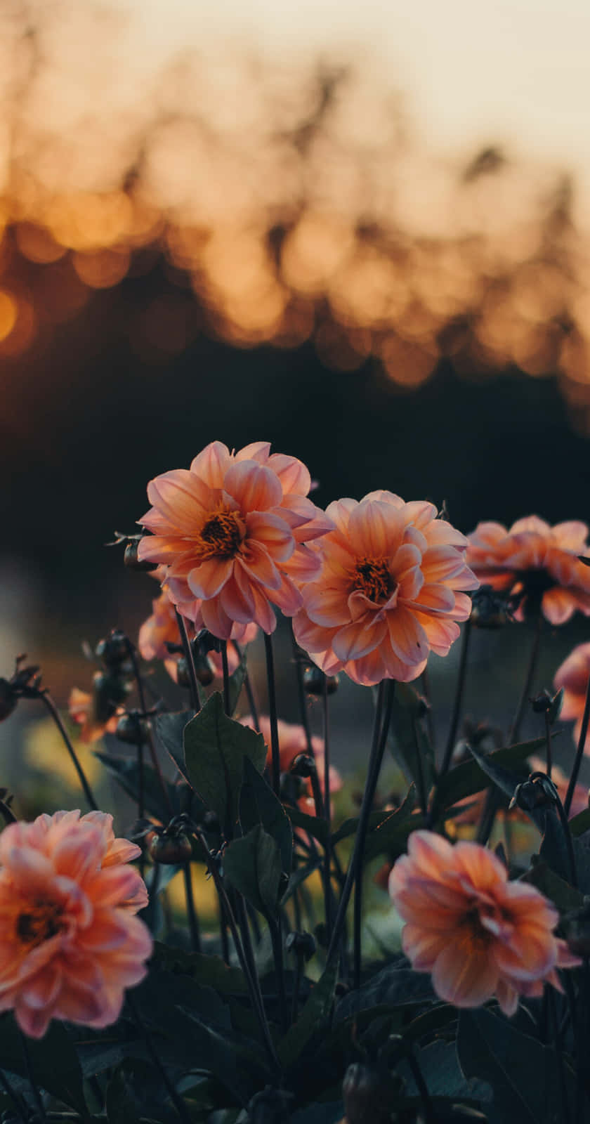 Cute Aesthetic Dahlia Flowers, soft peach dahlias, twilight, HD Phone Wallpaper
