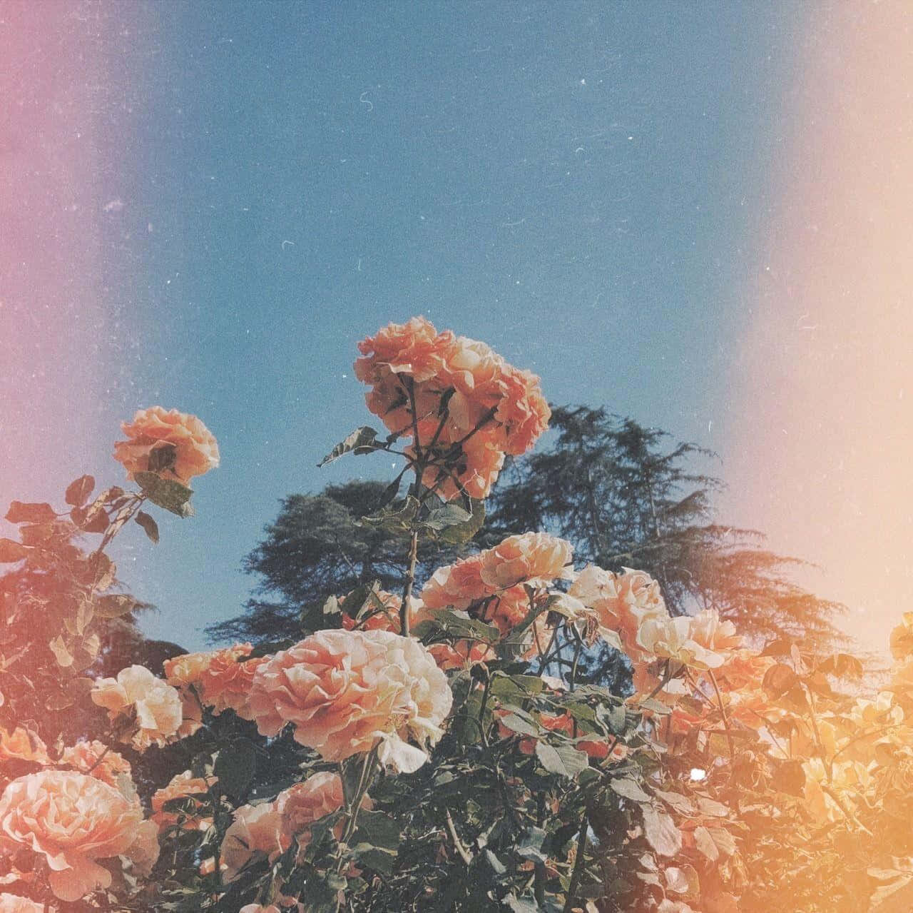 peach roses, clear blue sky, warm lens flare, HD Desktop Wallpaper