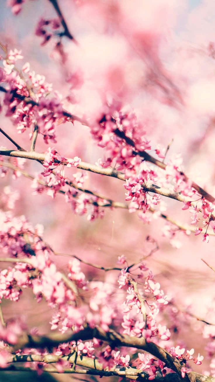 soft pink cherry blossoms, slender branches, hazy pastel sky, HD Phone Wallpaper