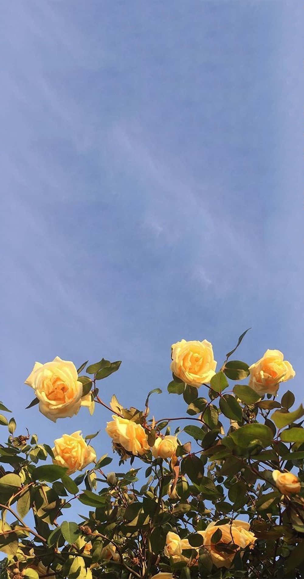 Cute Aesthetic Flower, yellow rose, clear blue sky, HD Phone Wallpaper