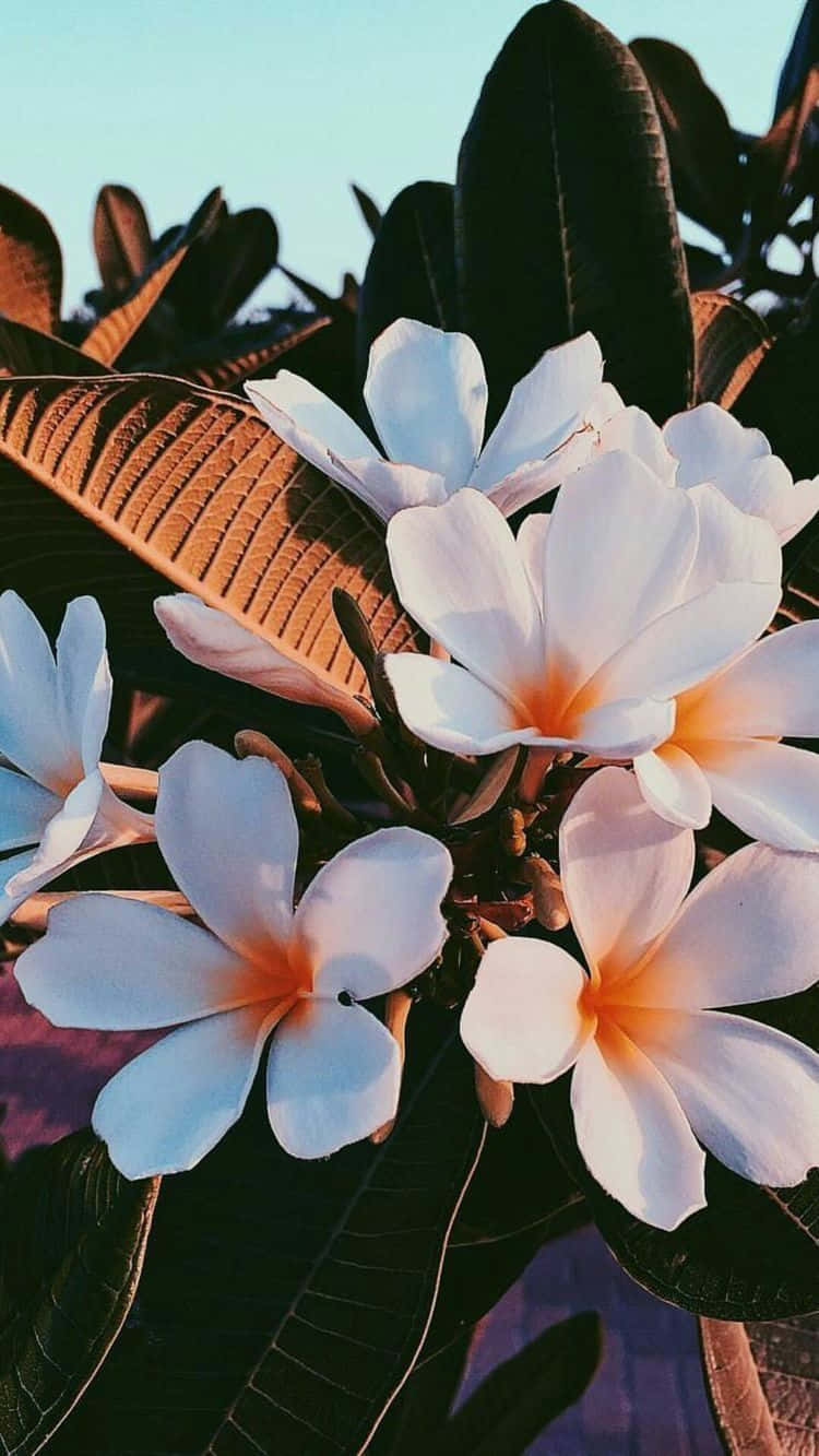 white frangipani flowers, orange centers, dark green leaves, HD Phone Wallpaper