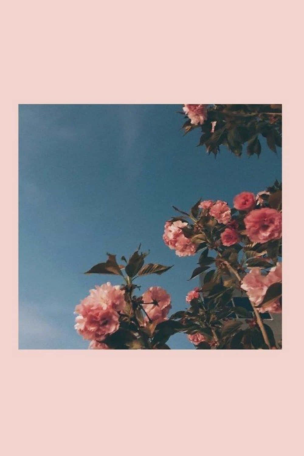 cute aesthetic iPad, pink cherry blossoms, clear blue sky, HD Phone Wallpaper