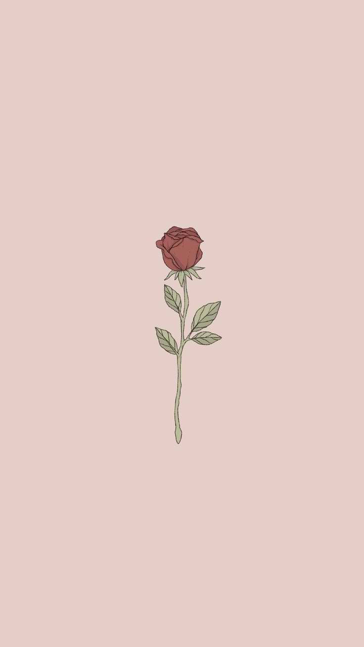 red rose, green stem, leaves, HD Phone Wallpaper
