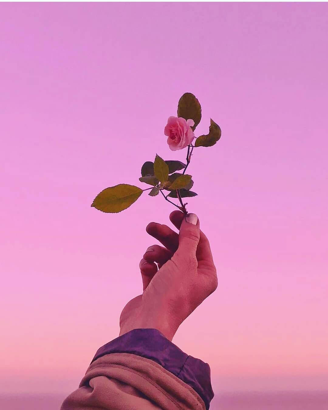 pink rose, twilight sky, lavender, HD Phone Wallpaper