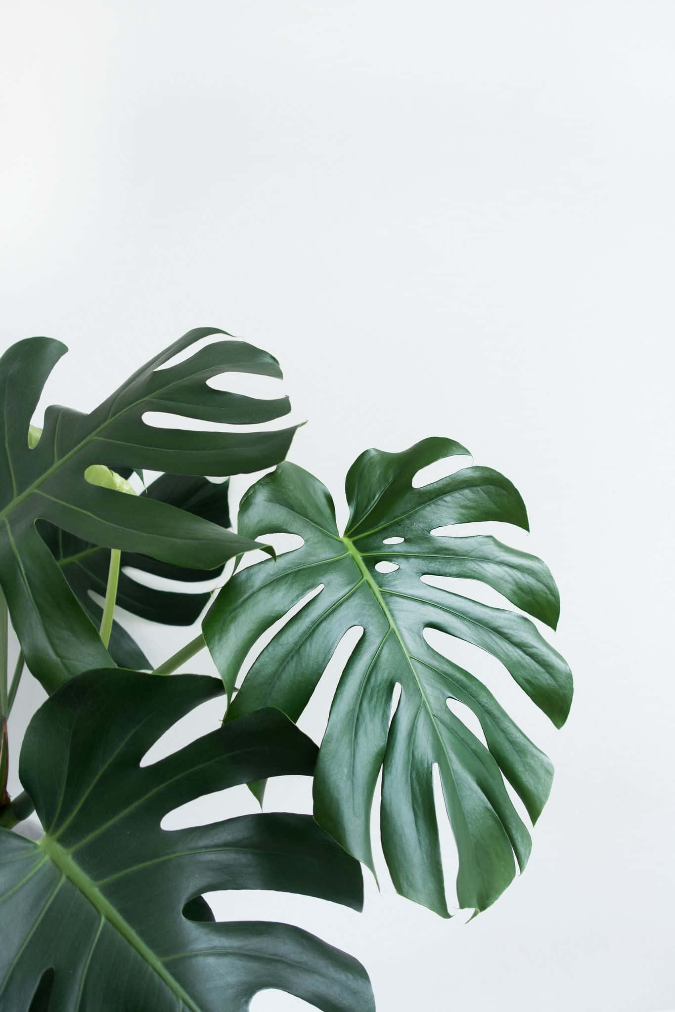 monstera, large glossy leaves, deep splits, Full HD Phone Wallpaper