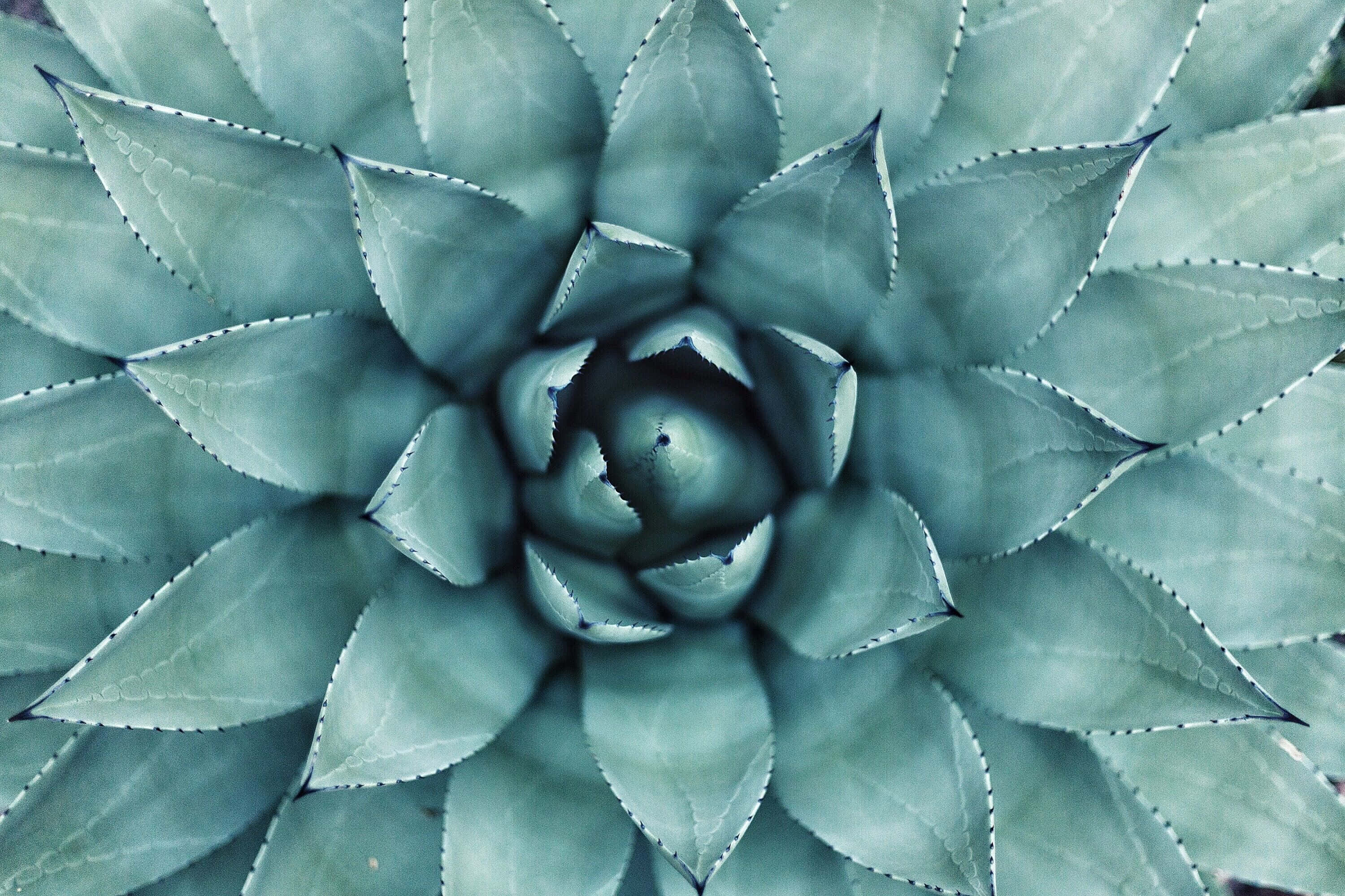 cute aesthetic plant, tiny pink petals, curling, 2K Desktop Wallpaper