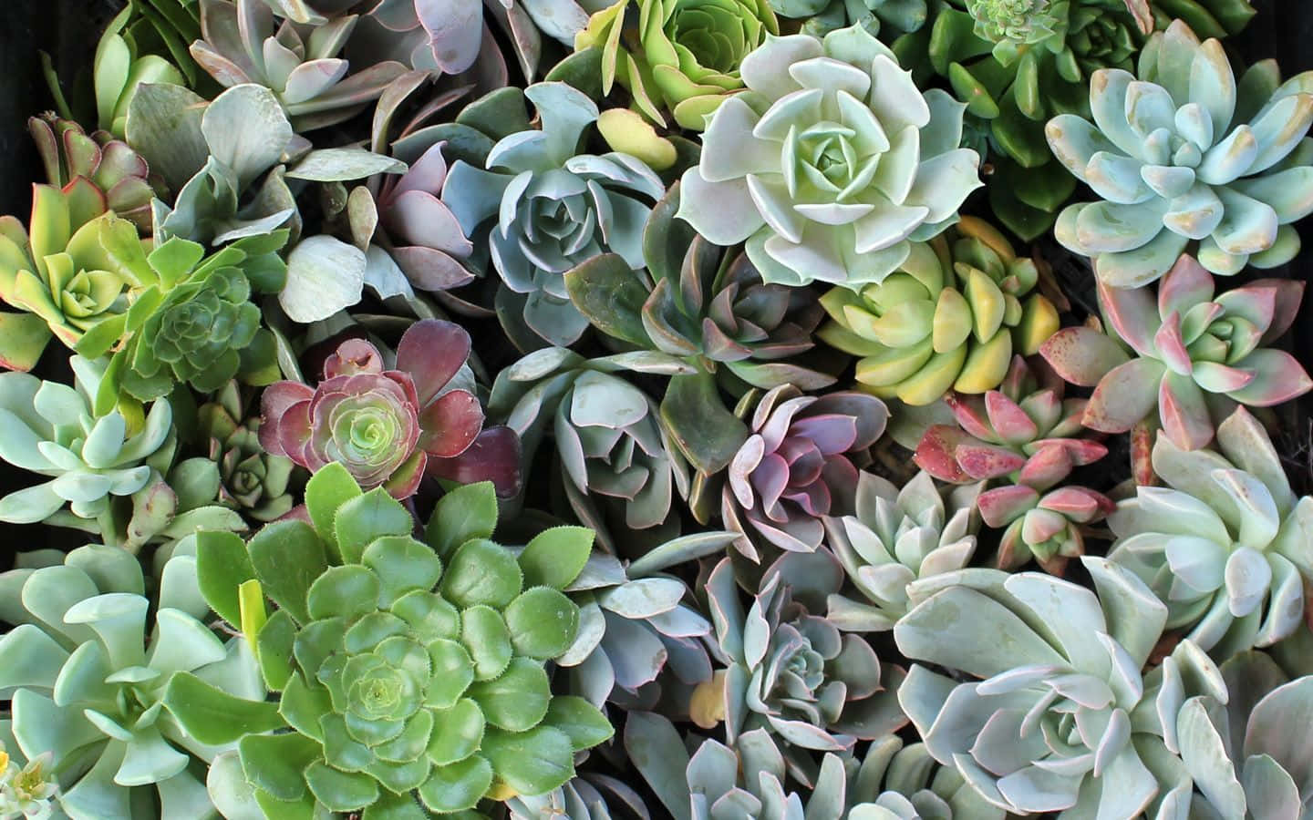 succulents, rosette shapes, shades of green, HD Desktop Wallpaper