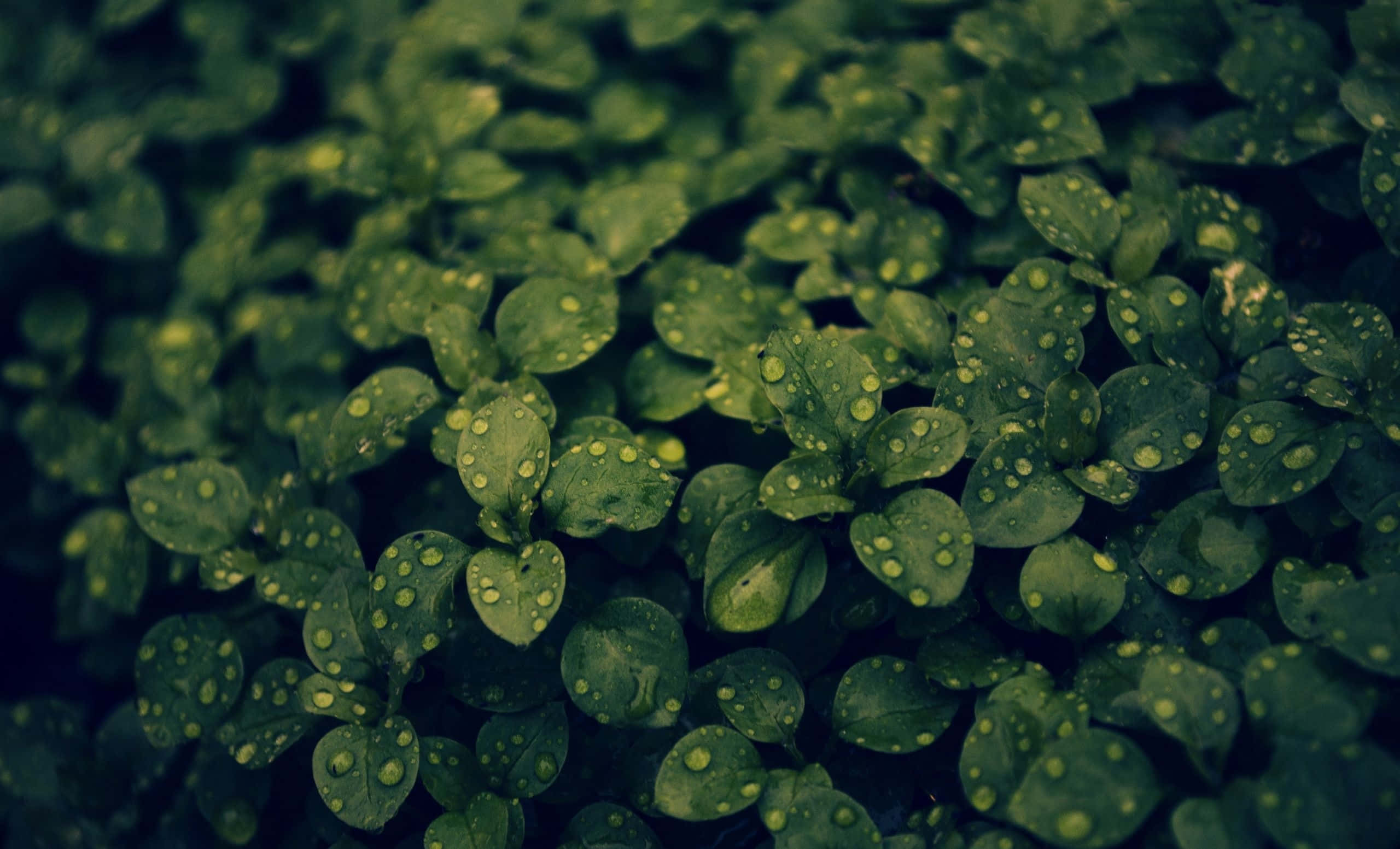lush green leaves, dewdrops, soft diffused light, 2K Desktop Wallpaper