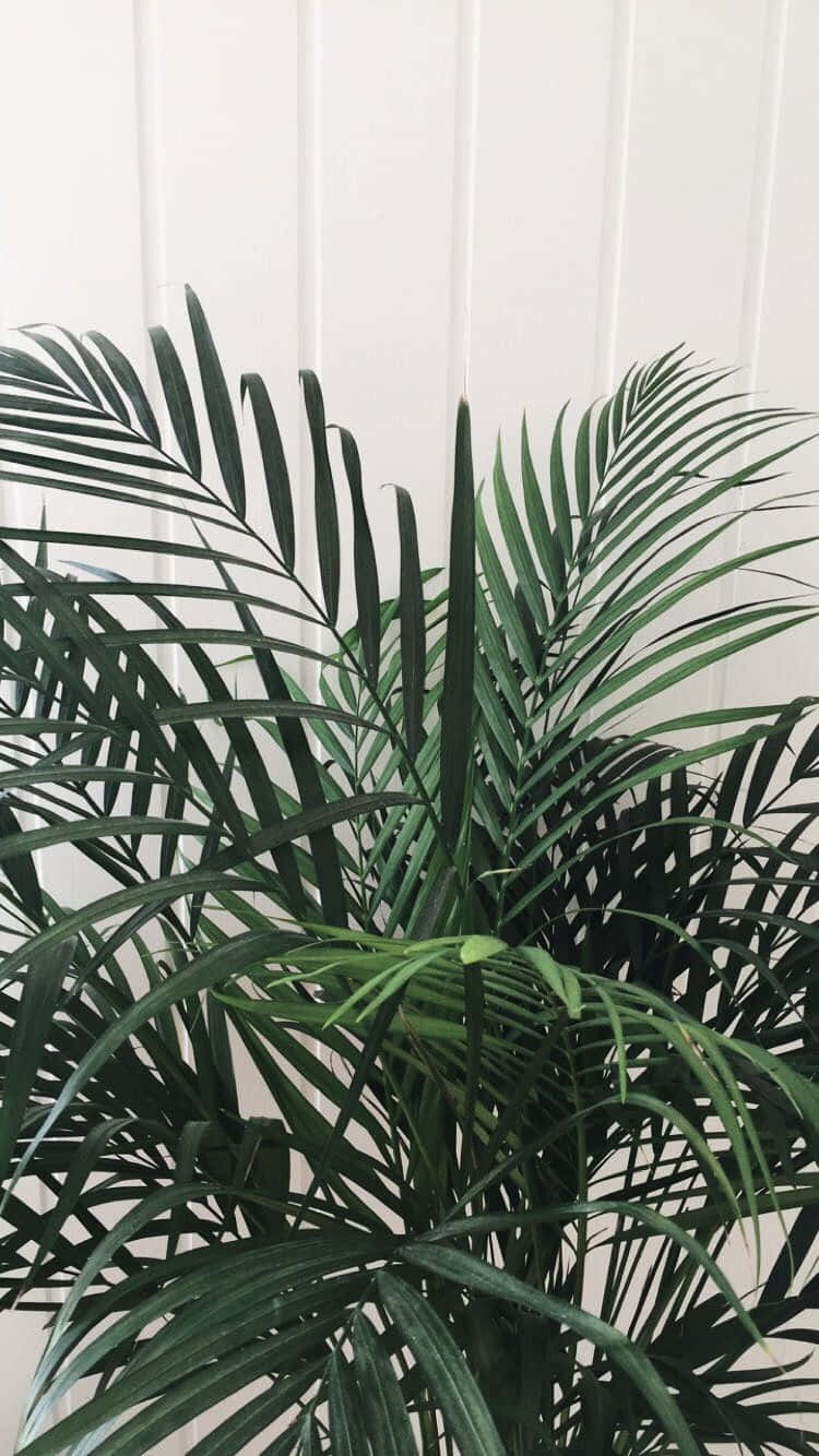 Cute Aesthetic Plant, white paneled wall, lush green palm fronds, HD Phone Wallpaper