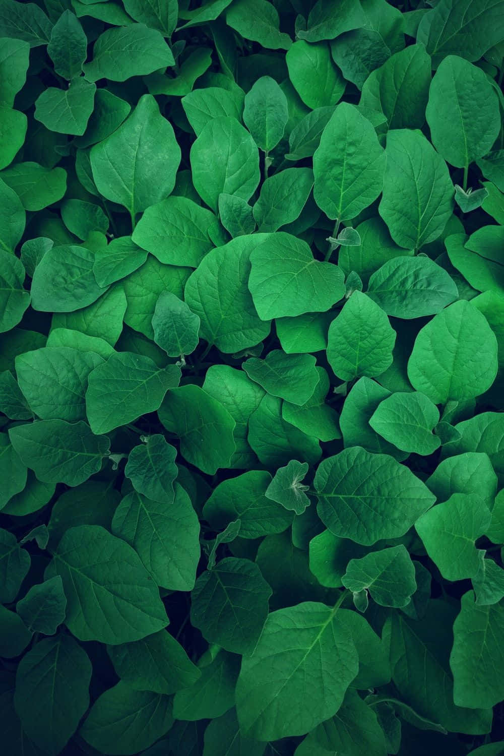 aesthetic plant, vibrant green leaves, rich textures, HD Phone Wallpaper
