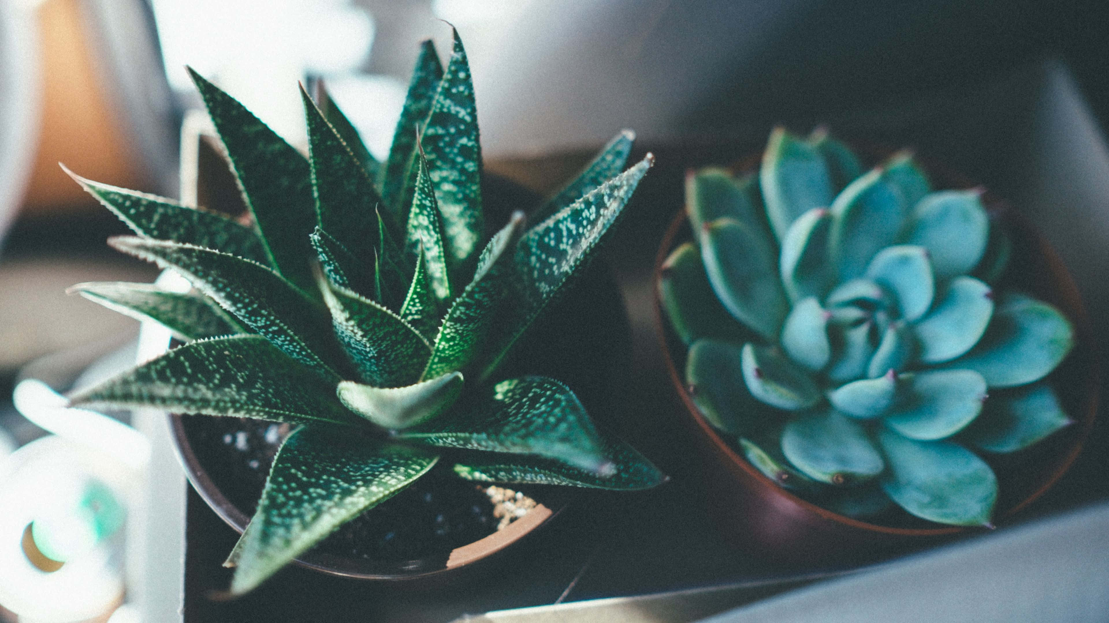 potted succulents, spiky green, rosette shaped, 4K Desktop Wallpaper