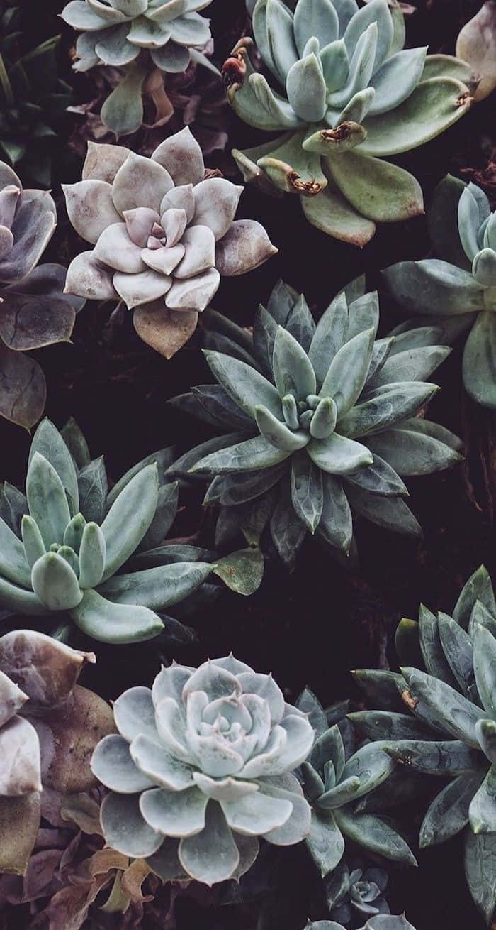 cute aesthetic plant, succulents, pale green, HD Phone Wallpaper