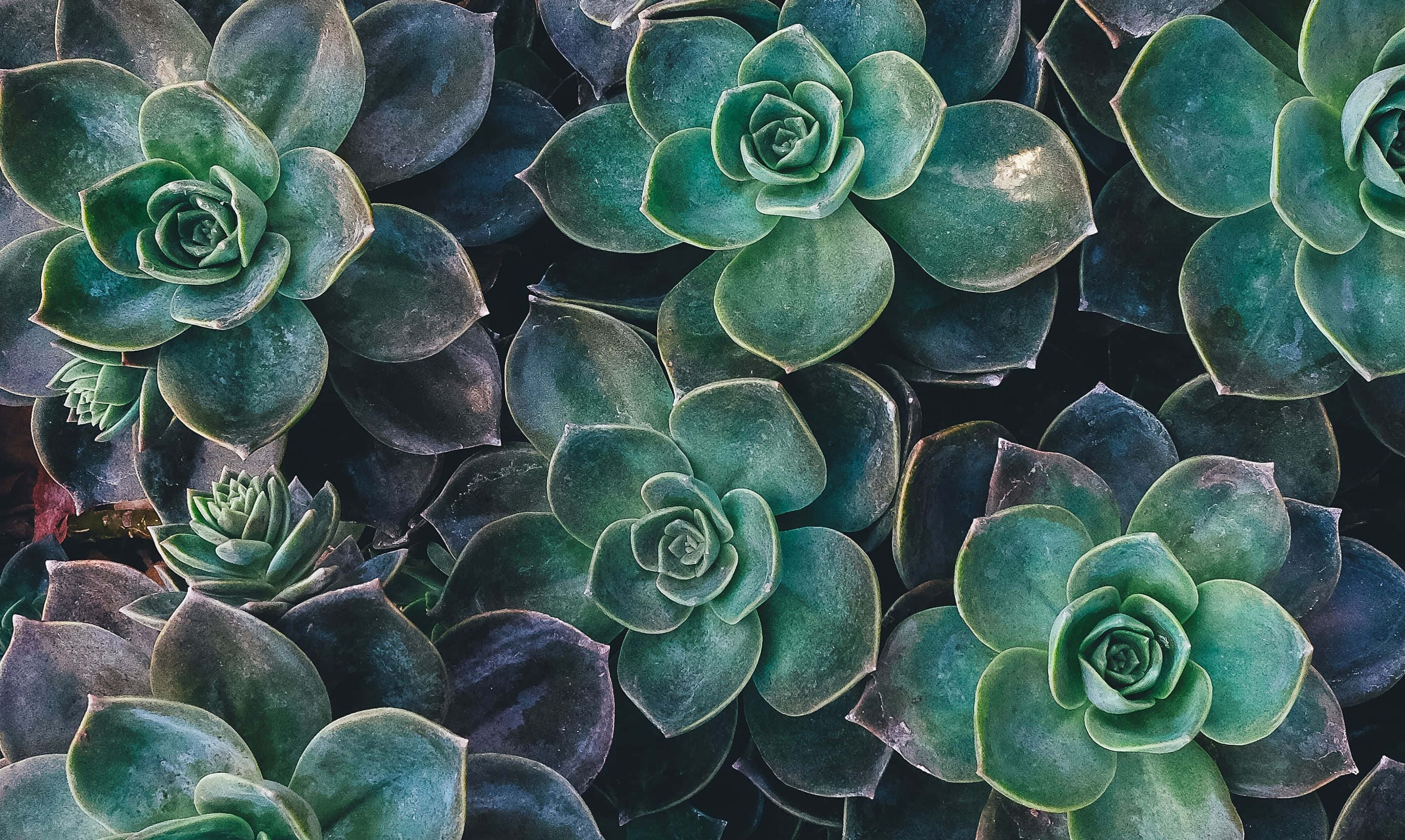 cute aesthetic plant, succulents, rosette patterns, 2K Desktop Wallpaper