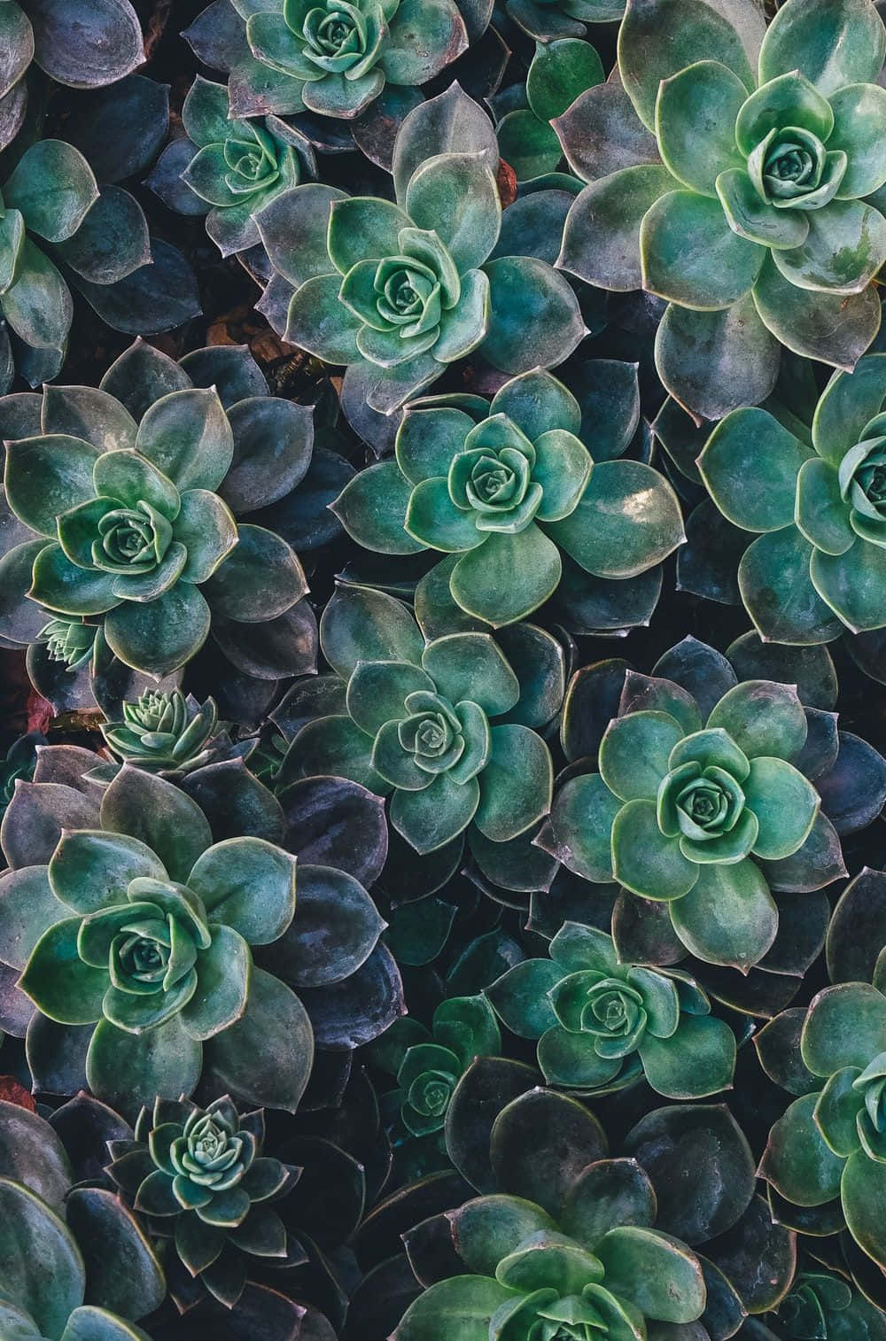 succulent plants, rosette formations, shades of green, HD Phone Wallpaper
