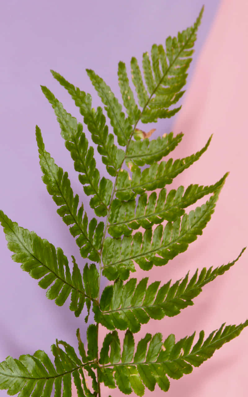 fern plant, vibrant green fern frond, intricate leaflets, HD Phone Wallpaper
