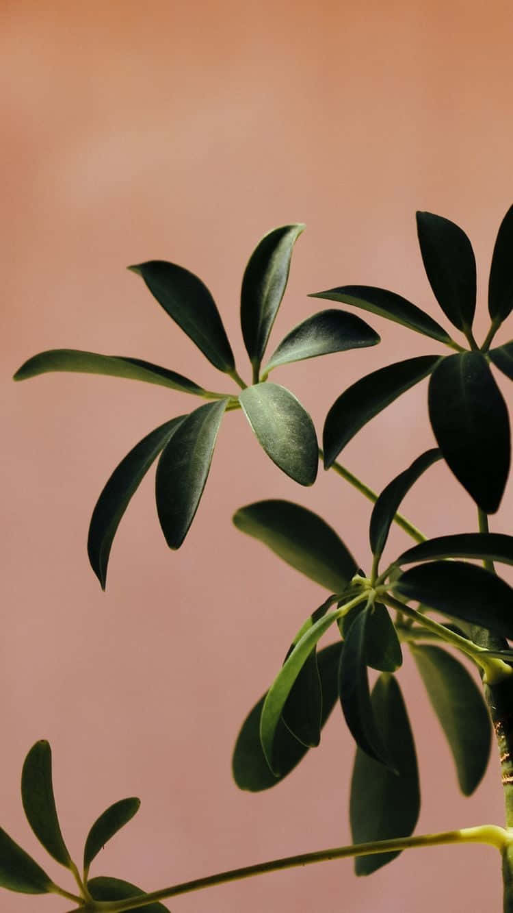 cute aesthetic plant, dark green compound leaves, soft peach background, HD Phone Wallpaper