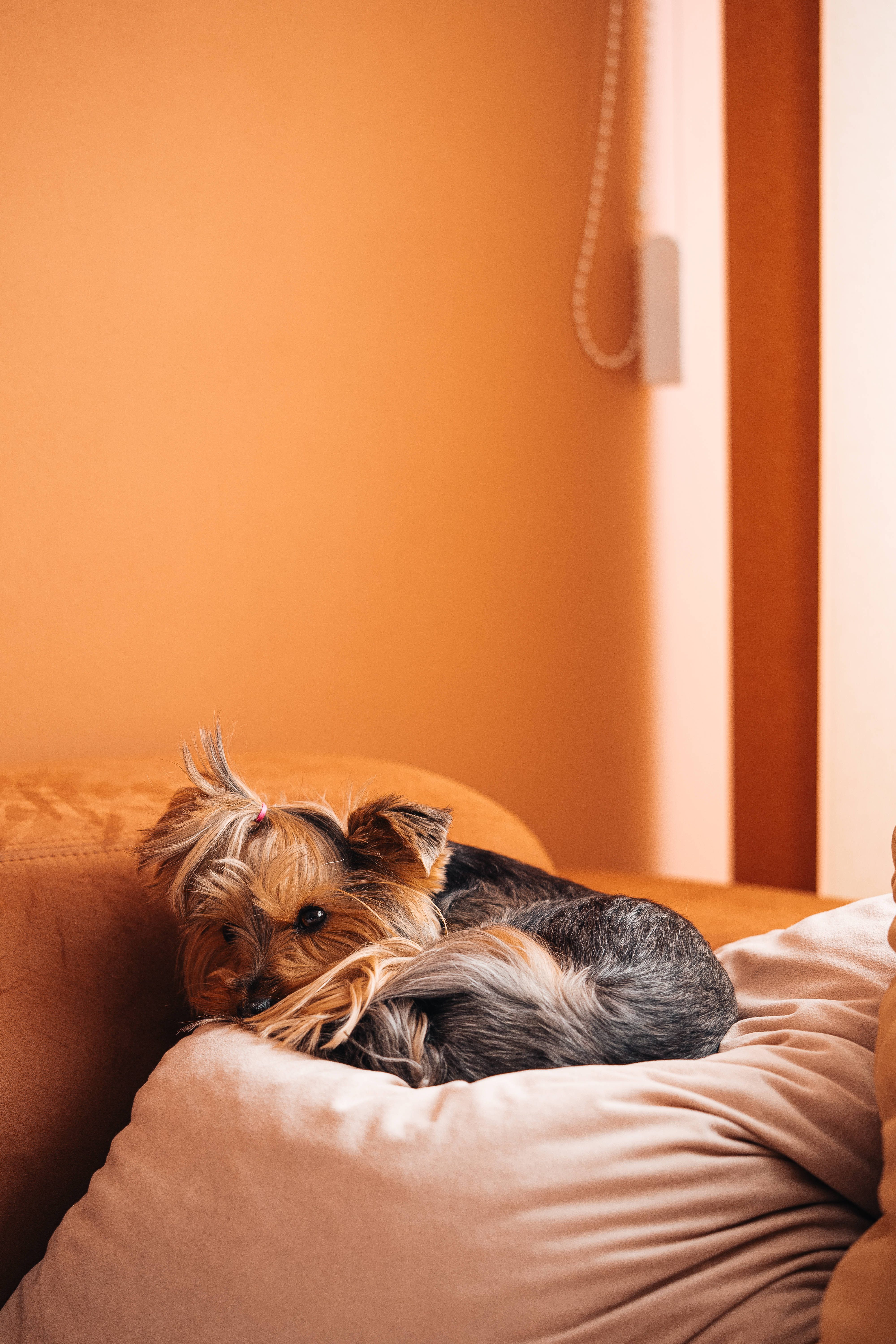 Cute Android, Yorkshire Terrier, beige couch, 5K Phone Wallpaper