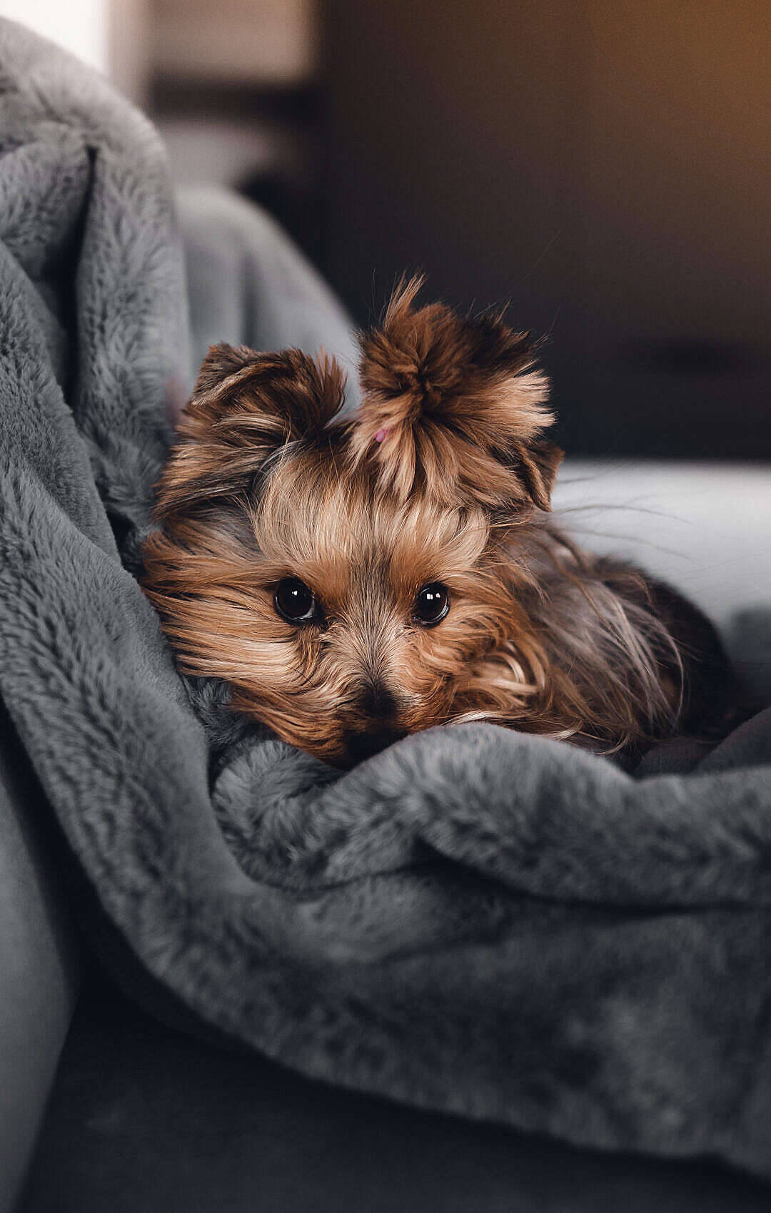 Cute Android, Yorkshire terrier, big dark eyes, HD Phone Wallpaper