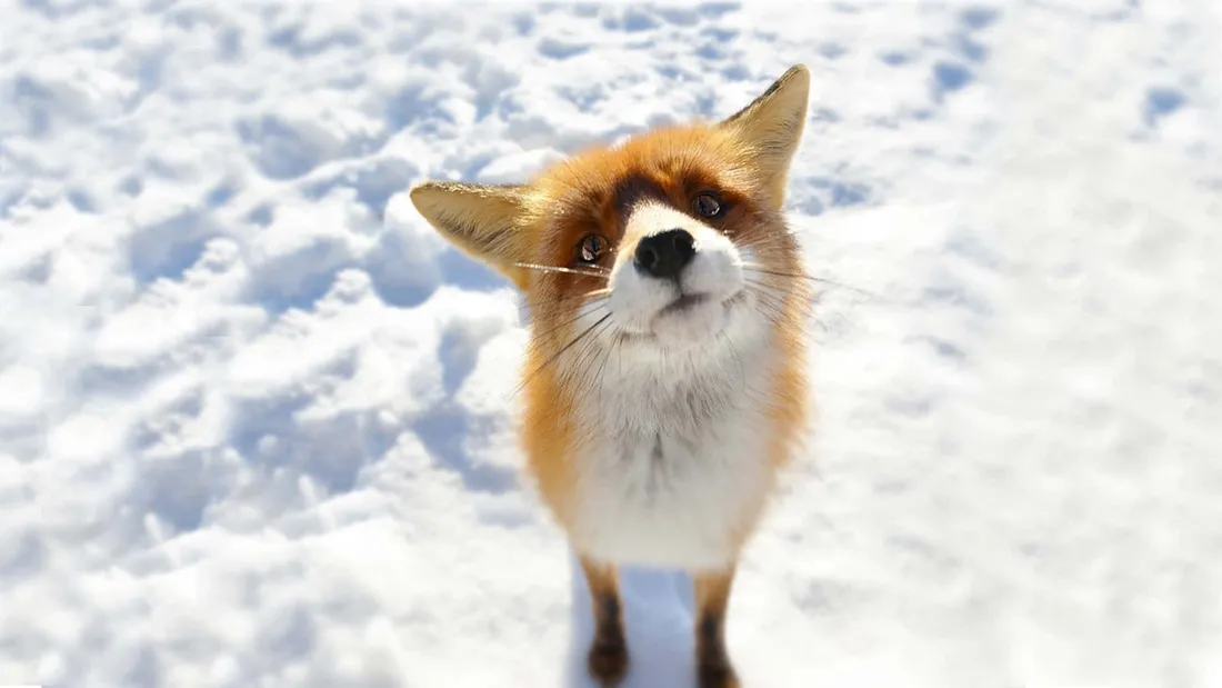 Cute Animal Anime