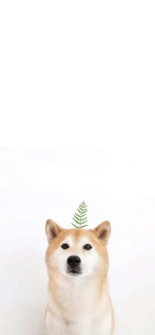 Cute Animal iPhone