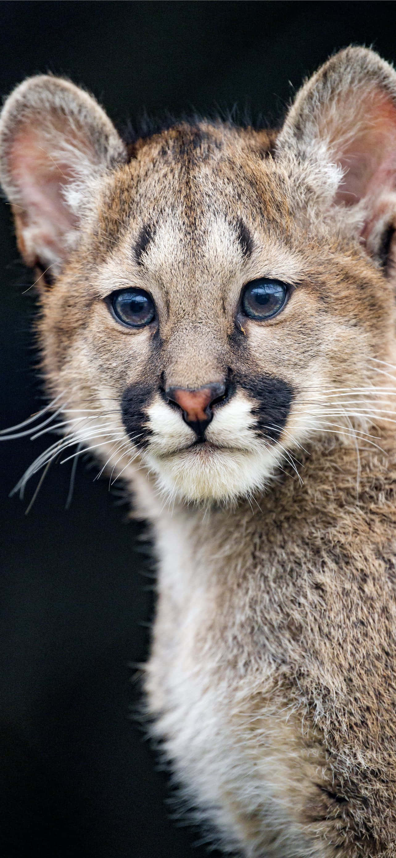 baby mountain lion, cougar cub, piercing blue eyes, 2K Phone Wallpaper