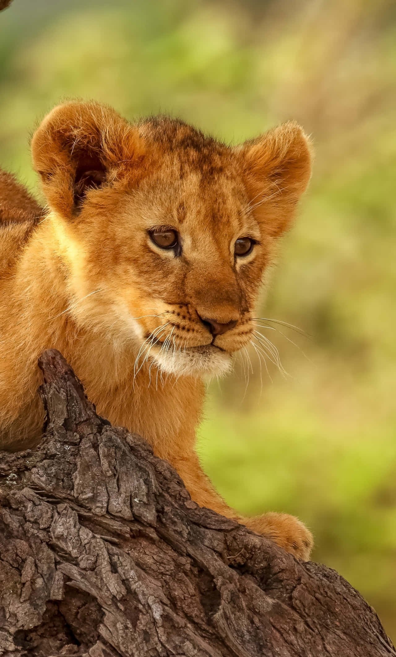 Cute Animal iPhone, lion cub, rugged tree branch, Full HD Phone Wallpaper